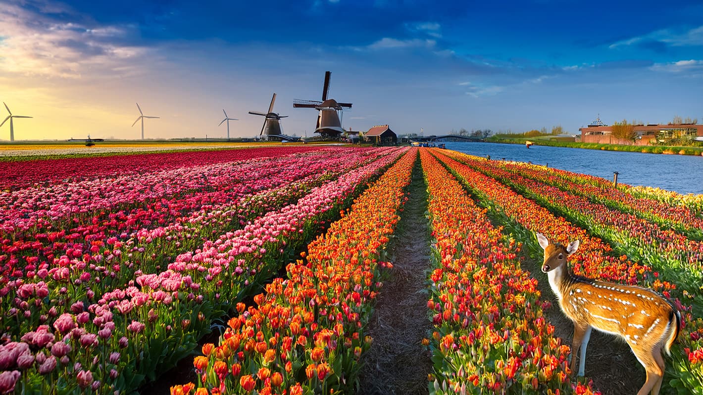 Dreaming of Tulip Fields
in the Netherlands?