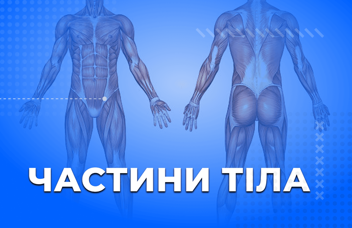 Частини тіла