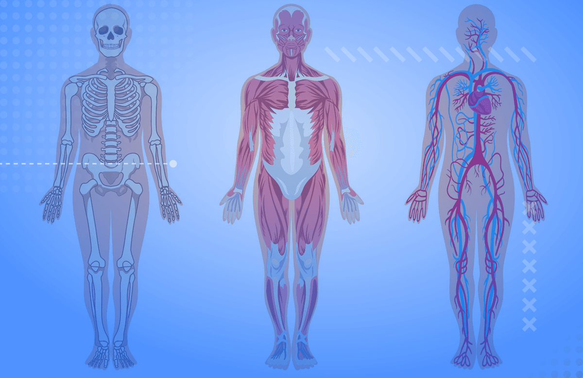 Частини тіла
