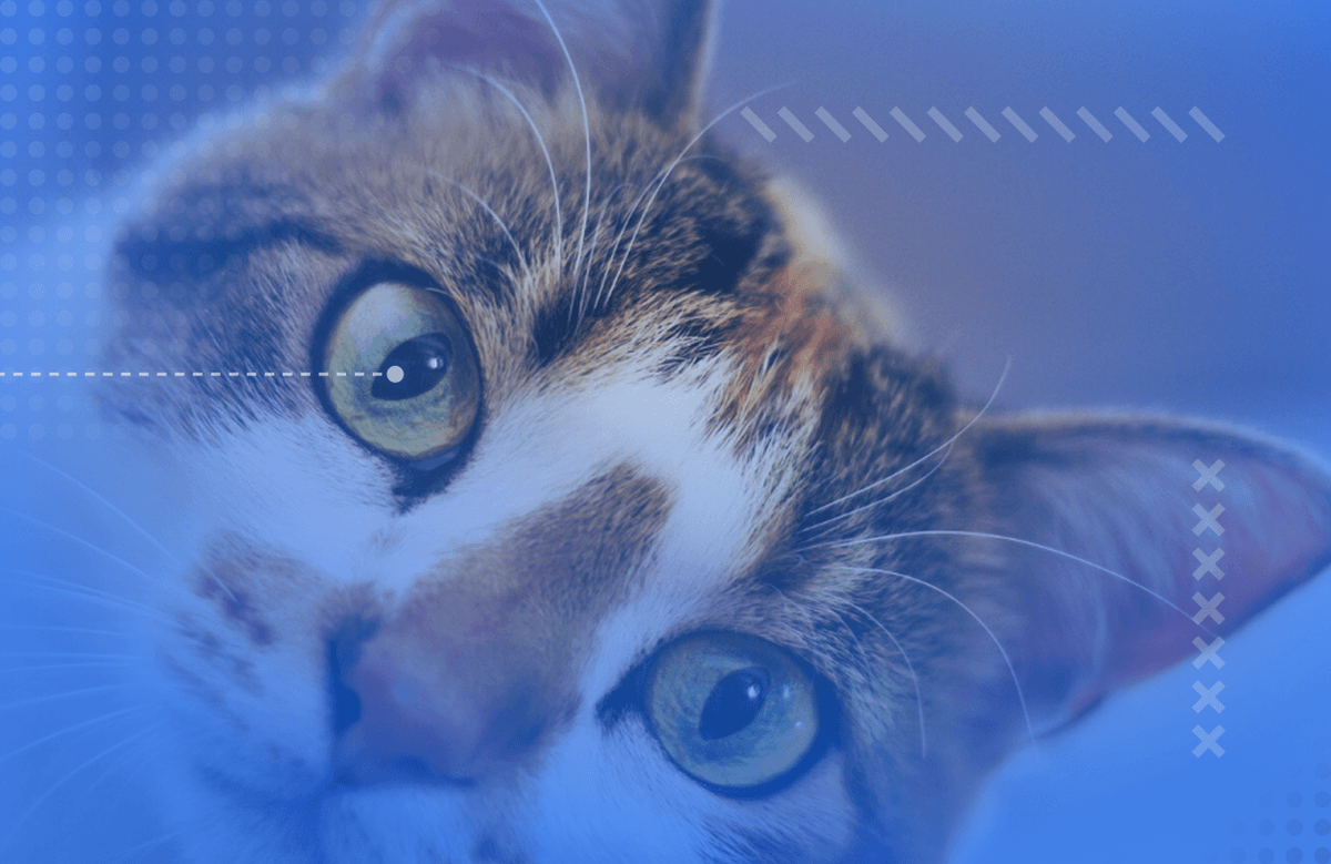 Тварини домашні