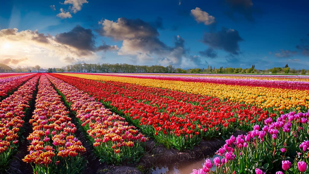 A spring journey to tulips, the sea and wildlife.